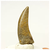 1340 - Rare Afrovenator abakensis Megalosaurid Dinosaur Tooth Jurassic Tiouraren Fm