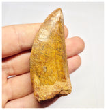 1385 - Nice Carcharodontosaurus saharicus Dinosaur Tooth - Cretaceous KemKem Beds