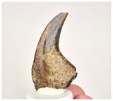 C27 - Rare Unidentified Theropod Dinosaur Manus Claw Lower Cretaceous Elrhaz Fm