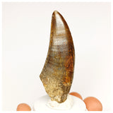 1303 - Eocarcharia dinops Dinosaur Tooth - Cretaceous Elrhaz Fm Tenere Desert