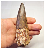 1358 - Huge Spinosaurus aegyptiacus Dinosaur Tooth - Cretaceous KemKem Beds