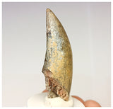 1325 - Rare Afrovenator abakensis Megalosaurid Dinosaur Tooth Jurassic Tiouraren Fm