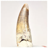 1564 - Nicely Preserved Suchomimus tenerensis Spinosaurid Dinosaur Tooth - Cretaceous Elrhaz Fm