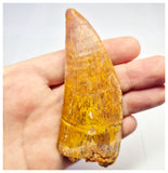 1373 - Huge Carcharodontosaurus saharicus Dinosaur Tooth - Cretaceous KemKem Beds