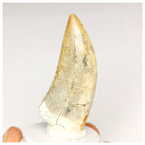 1302 - Finest Quality Afrovenator abakensis Megalosaurid Dinosaur Tooth Jurassic Tiouraren Fm