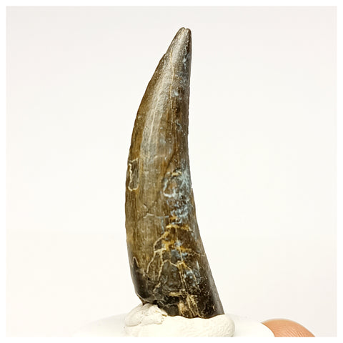 1348 - Rare Suchomimus tenerensis Spinosaurid Dinosaur Tooth - Cretaceous Elrhaz Fm