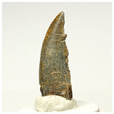 1341 - Kryptops palaios Abelisaurid Theropod Dinosaur Tooth Cretaceous Elrhaz Fm