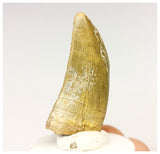 1327 - Gem Grade Afrovenator abakensis Megalosaurid Dinosaur Tooth Jurassic Tiouraren Fm