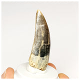 1300 - Rare Afrovenator abakensis Megalosaurid Dinosaur Tooth Jurassic Tiouraren Fm