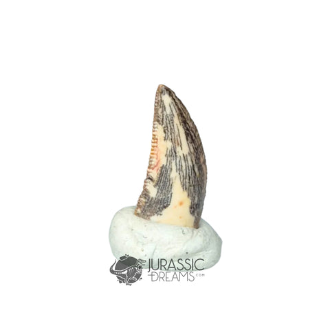 20272 - Gem Grade Abelisaurid Dinosaur Tooth - Cretaceous KemKem Beds