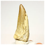 1343 - Nicely Preserved Suchomimus tenerensis Spinosaurid Dinosaur Tooth - Cretaceous Elrhaz Fm