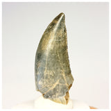 1321 - Gem Grade Afrovenator abakensis Megalosaurid Dinosaur Tooth Jurassic Tiouraren Fm