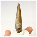 1309 - Nicely Preserved Suchomimus tenerensis Spinosaurid Dinosaur Tooth - Cretaceous Elrhaz Fm