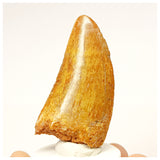 1338 - Nicely Preserved Carcharodontosaurus saharicus Dinosaur Tooth