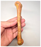 1520 - Rare Unidentified Cretaceous Crocodile Metacarpal Bone - KemKem Beds