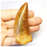 1312 - Huge Carcharodontosaurus saharicus Dinosaur Tooth - Cretaceous KemKem Beds