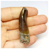 1305 - Gem Grade Jobaria Sauropod Dinosaur Tooth Jurassic Tiouraren Fm