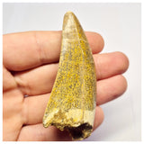 1388- Nicely Preserved Premaxillary Carcharodontosaurus saharicus Dinosaur Tooth