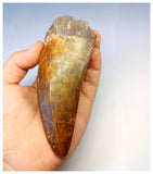 1315 - Investment Grade 12,6cm Carcharodontosaurus saharicus Dinosaur Tooth - Cretaceous KemKem Beds