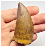 1383 - Nice Carcharodontosaurus saharicus Dinosaur Tooth - Cretaceous KemKem Beds