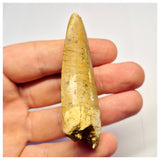 1387- Nicely Preserved Premaxillary Carcharodontosaurus saharicus Dinosaur Tooth