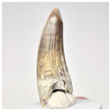 1564 - Nicely Preserved Suchomimus tenerensis Spinosaurid Dinosaur Tooth - Cretaceous Elrhaz Fm