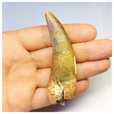 1308 - Large Suchomimus tenerensis Spinosaurid Dinosaur Tooth - Cretaceous Elrhaz Fm