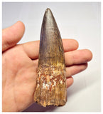 1358 - Huge Spinosaurus aegyptiacus Dinosaur Tooth - Cretaceous KemKem Beds