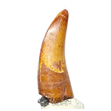 20043 - Finest Grade Rooted Carcharodontosaurus saharicus Dinosaur Premaxillary Tooth