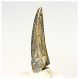 1310 - Nicely Preserved Suchomimus tenerensis Spinosaurid Dinosaur Tooth - Cretaceous Elrhaz Fm