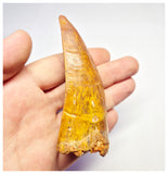 1373 - Huge Carcharodontosaurus saharicus Dinosaur Tooth - Cretaceous KemKem Beds