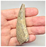 1563 - Large Suchomimus tenerensis Spinosaurid Dinosaur Tooth - Cretaceous Elrhaz Fm