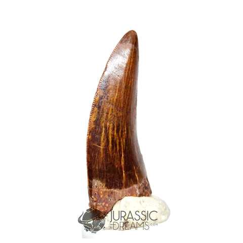 20164 - Nicely Preserved Carcharodontosaurus saharicus Dinosaur Tooth