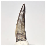 1567 - Nicely Preserved Suchomimus tenerensis Spinosaurid Dinosaur Tooth - Cretaceous Elrhaz Fm