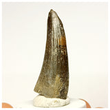 1345 - Rare Suchomimus tenerensis Spinosaurid Dinosaur Tooth - Cretaceous Elrhaz Fm