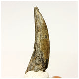 1348 - Rare Suchomimus tenerensis Spinosaurid Dinosaur Tooth - Cretaceous Elrhaz Fm