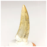 1302 - Finest Quality Afrovenator abakensis Megalosaurid Dinosaur Tooth Jurassic Tiouraren Fm