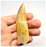 1386 - Rare Rooted Carcharodontosaurus saharicus Dinosaur Tooth - Cretaceous KemKem Beds