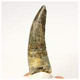 1344 - Rare Suchomimus tenerensis Spinosaurid Dinosaur Tooth - Cretaceous Elrhaz Fm