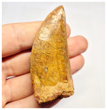 1385 - Nice Carcharodontosaurus saharicus Dinosaur Tooth - Cretaceous KemKem Beds