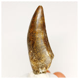 1303 - Eocarcharia dinops Dinosaur Tooth - Cretaceous Elrhaz Fm Tenere Desert