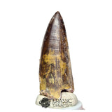 20140 - Huge Sarcosuchus imperator Crocodile Tooth - Lower Cretaceous Elrhaz Fm