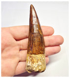 1365 - Huge Spinosaurus aegyptiacus Dinosaur Tooth - Cretaceous KemKem Beds