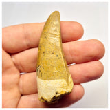 1387- Nicely Preserved Premaxillary Carcharodontosaurus saharicus Dinosaur Tooth