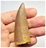 1383 - Nice Carcharodontosaurus saharicus Dinosaur Tooth - Cretaceous KemKem Beds