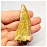 1388- Nicely Preserved Premaxillary Carcharodontosaurus saharicus Dinosaur Tooth