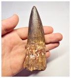 1358 - Huge Spinosaurus aegyptiacus Dinosaur Tooth - Cretaceous KemKem Beds