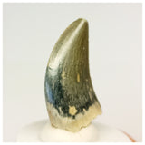 1320 - Gem Grade Afrovenator abakensis Megalosaurid Dinosaur Tooth Jurassic Tiouraren Fm