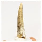 1302 - Finest Quality Afrovenator abakensis Megalosaurid Dinosaur Tooth Jurassic Tiouraren Fm