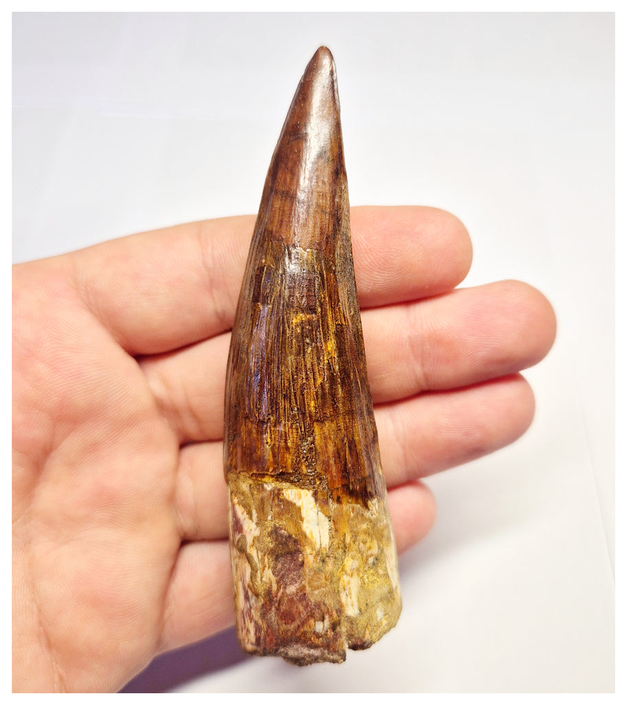 1365 - Huge Spinosaurus aegyptiacus Dinosaur Tooth - Cretaceous KemKem Beds